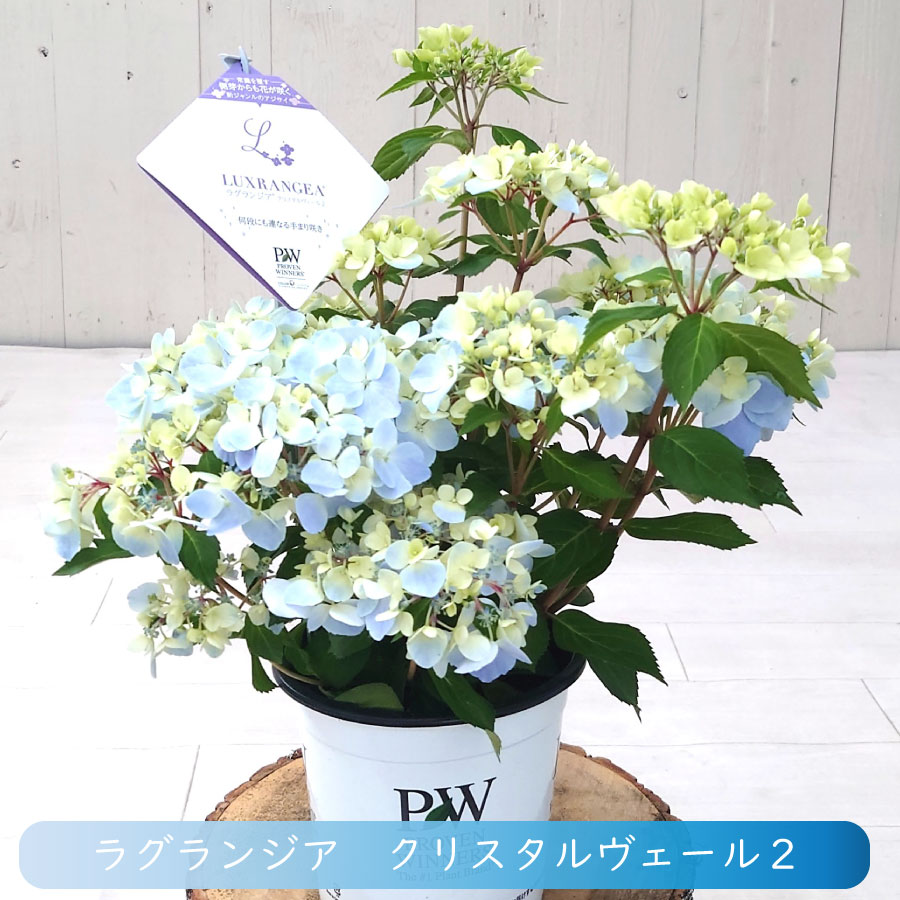 楽天市場】ラグランジア クリスタルヴェール2 5号 鉢植え 送料無料