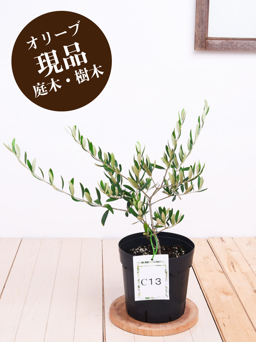 楽天市場】現品【C13】 パラゴン オリーブの木 苗木 鉢植え 庭木 6号鉢