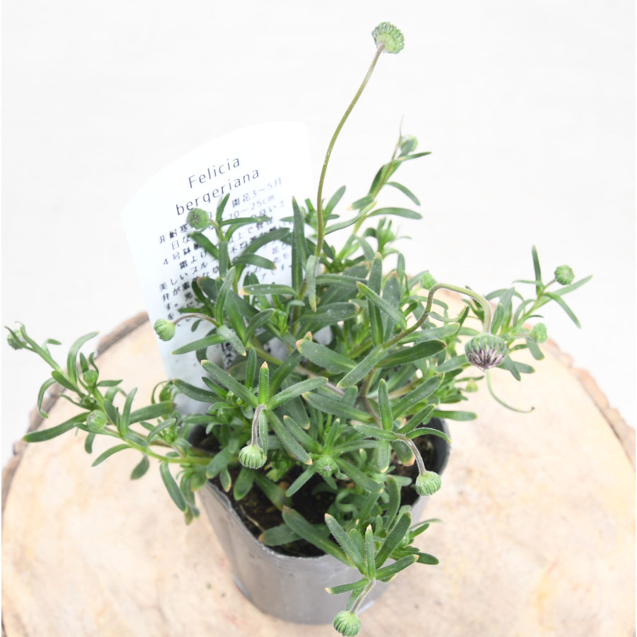 楽天市場】キングフィッシャーデージー 【予約品2月上中旬発送】 3号