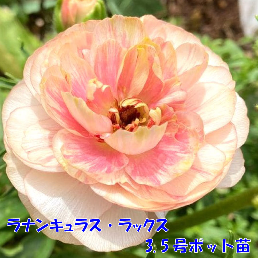 楽天市場 | Fleur Town 吉本花城園 - 新品種も！キラキラ大人気の