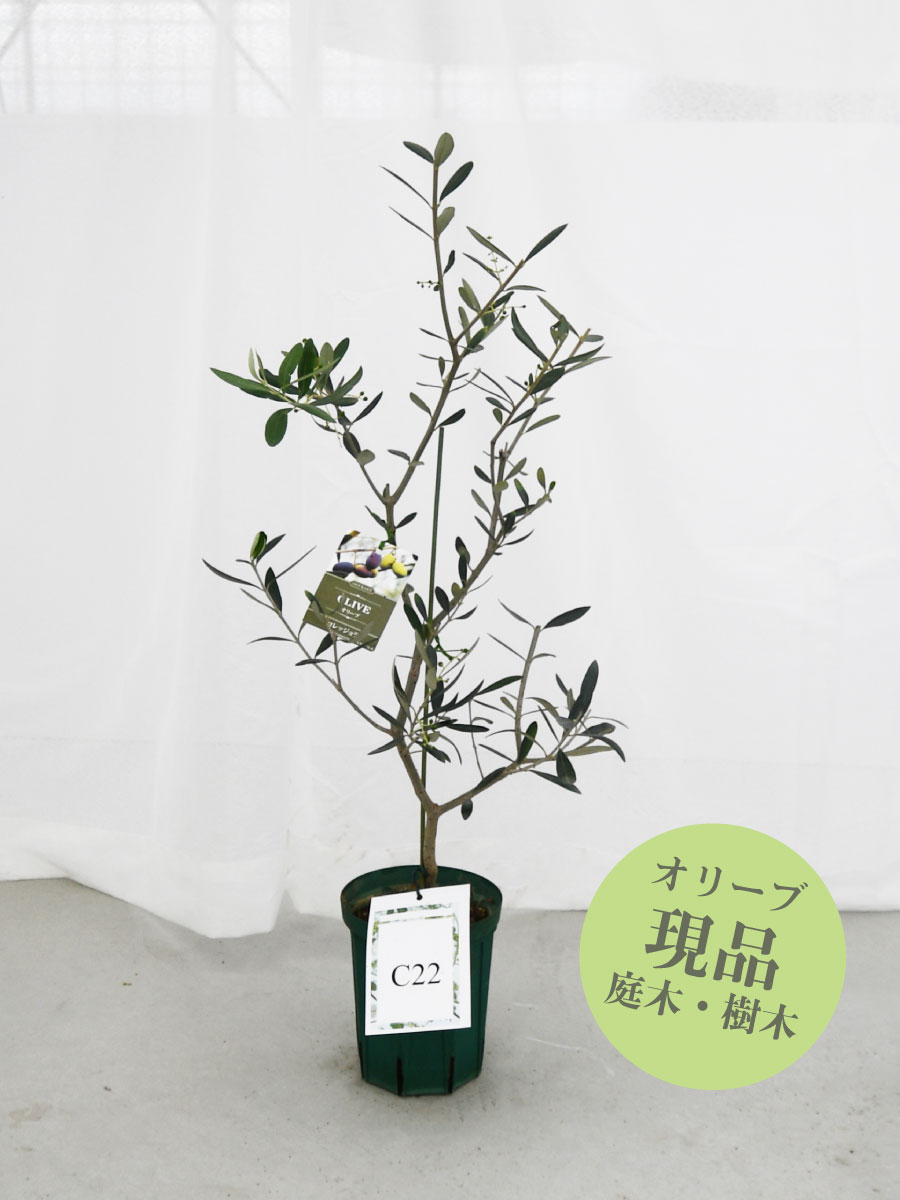 楽天市場】【現品】 オリーブの木 苗木 品種 コレッジョラ 鉢植え 庭木
