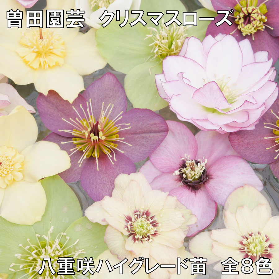 楽天市場】【決算セール品！】 曽田園芸さん 八重咲クリスマスローズ