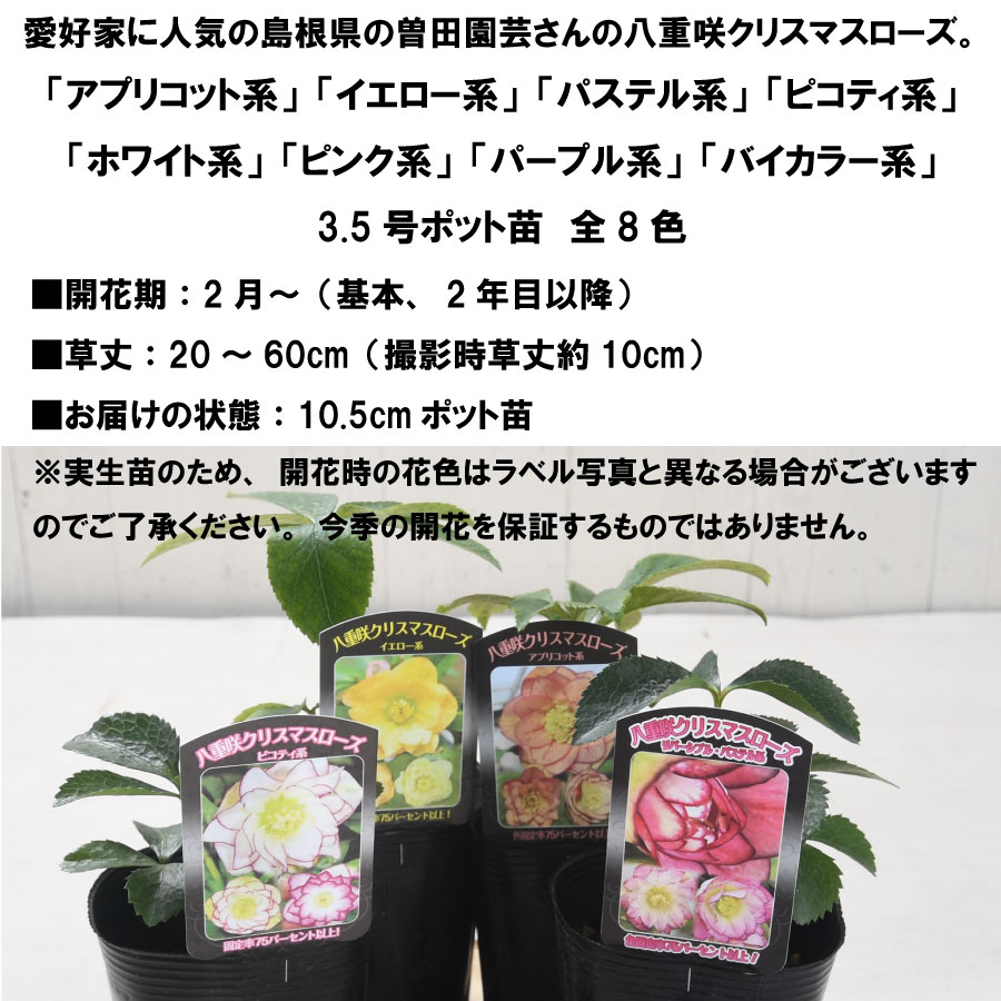 楽天市場】【決算セール品！】 曽田園芸さん 八重咲クリスマスローズ