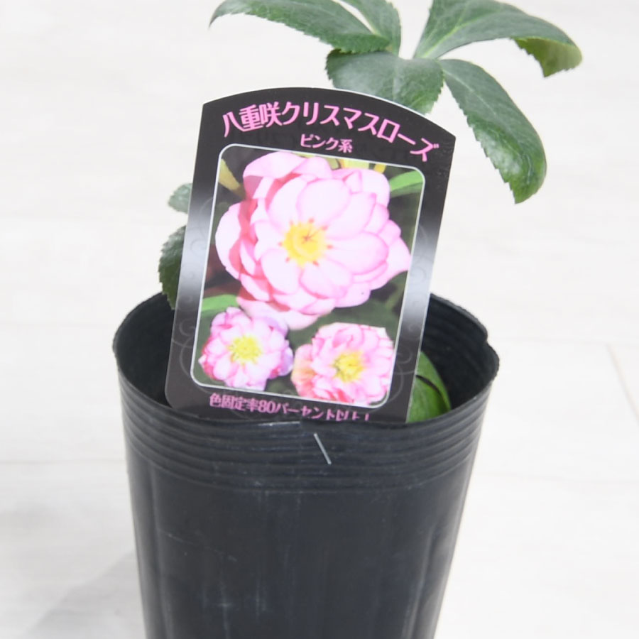 楽天市場】【決算セール品！】 曽田園芸さん 八重咲クリスマスローズ