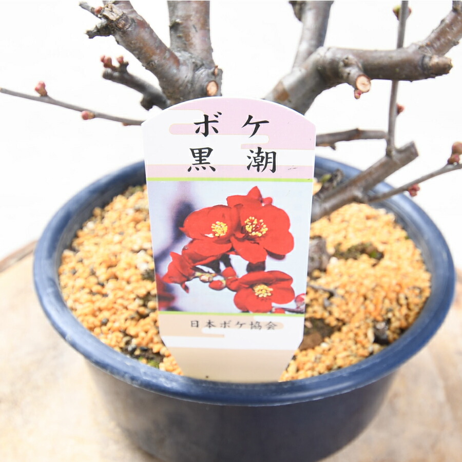 楽天市場】木瓜 ボケ 盆栽仕立て 5号鉢 長寿楽 世界一 黒潮 祝錦 落葉