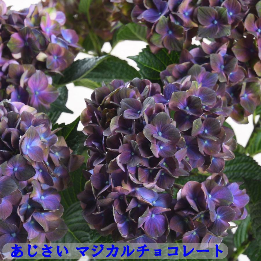 楽天市場】秋色あじさい マジカルチョコレート 5号鉢 【送料無料