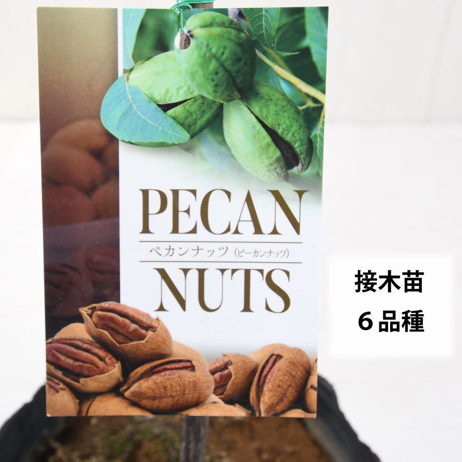 楽天市場】ペカンナッツ ピーカンナッツ 接ぎ木苗 バターの木 7号