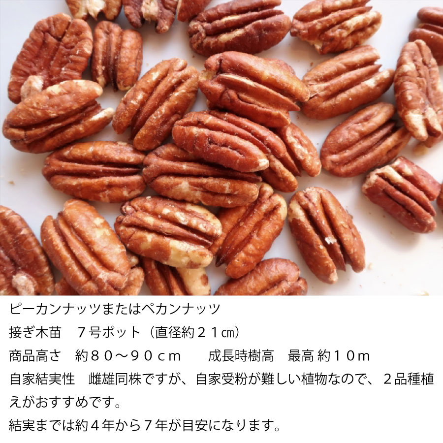 楽天市場】ペカンナッツ ピーカンナッツ 接ぎ木苗 バターの木 7号
