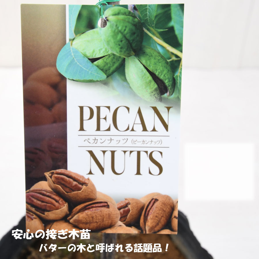 楽天市場】ペカンナッツ ピーカンナッツ 接ぎ木苗 バターの木 7号