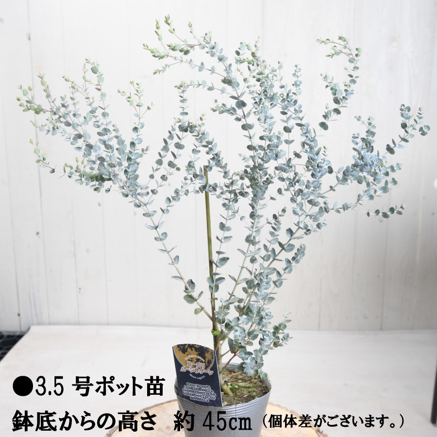 楽天市場】ユーカリ ムーンラグーン 3.5号ポット苗 庭木 鉢植え