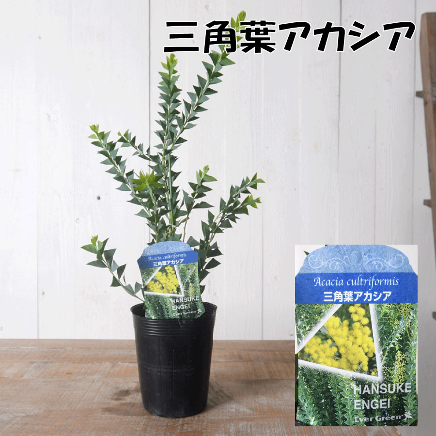 楽天市場】アカシア 3.5寸 苗木 シンボルツリー 庭木に ミモザ パール