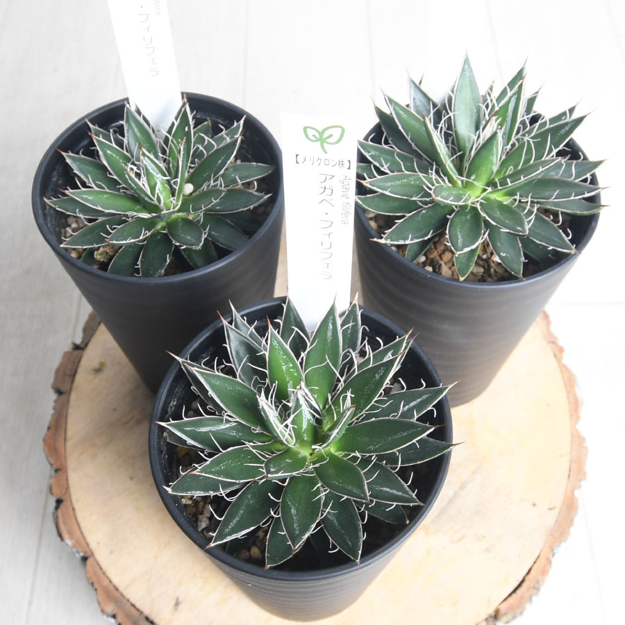 楽天市場】アガベ フィリフェラ 3.5号 特撰メリクロン株 多肉植物