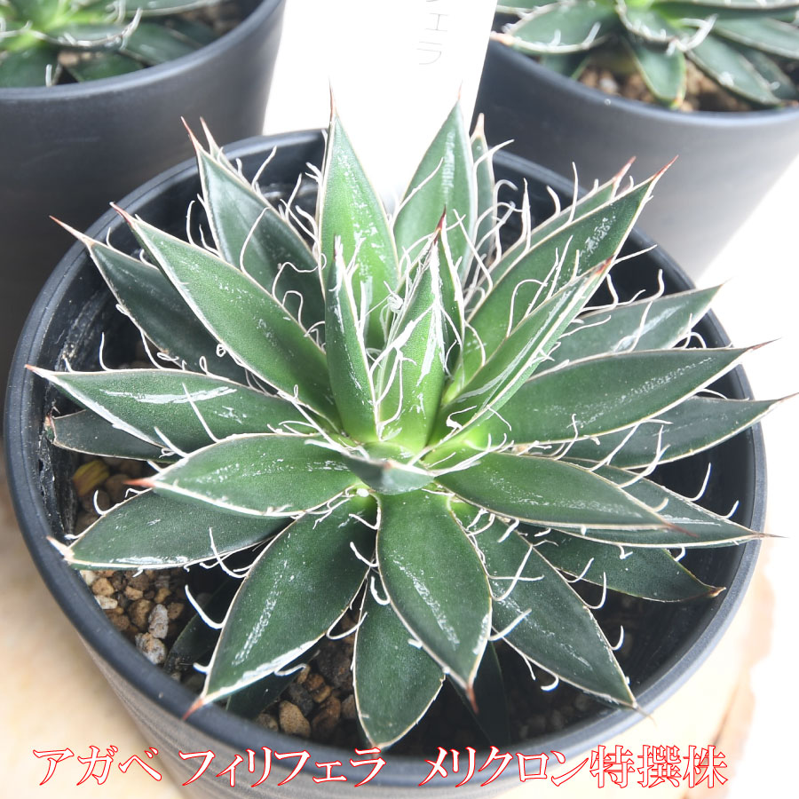 楽天市場】アガベ フィリフェラ 3.5号 特撰メリクロン株 多肉植物