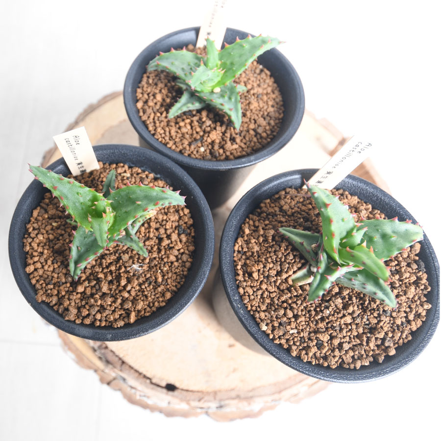 楽天市場】アロエ カスティロニアエ 3号ポット Aloe castilloniae