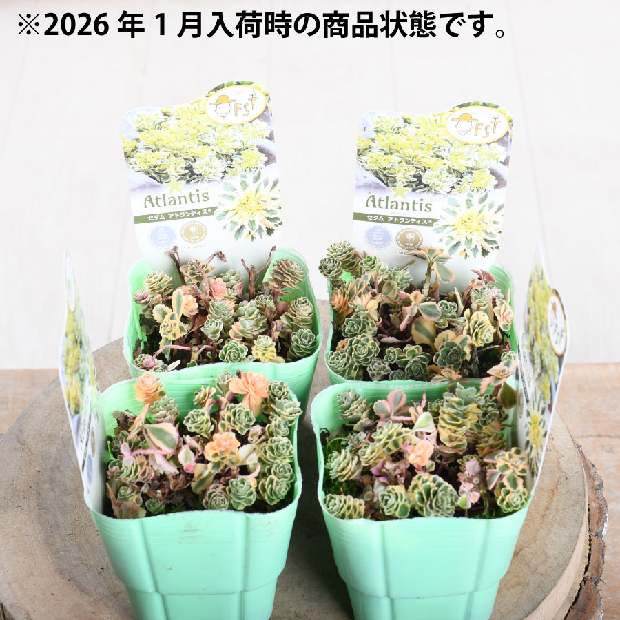 楽天市場】セダム アトランティス 2.5寸ポット苗 多肉植物 観葉植物