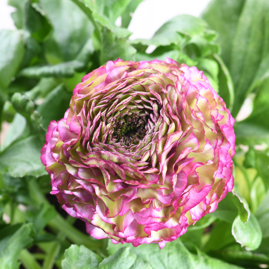 楽天市場】ラナンキュラス ポンポン 5号鉢 希少 鉢花 珍しい かわいい