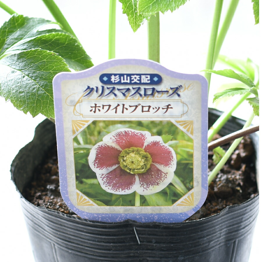 楽天市場】【決算セール品！】 杉山交配 クリスマスローズ シングル