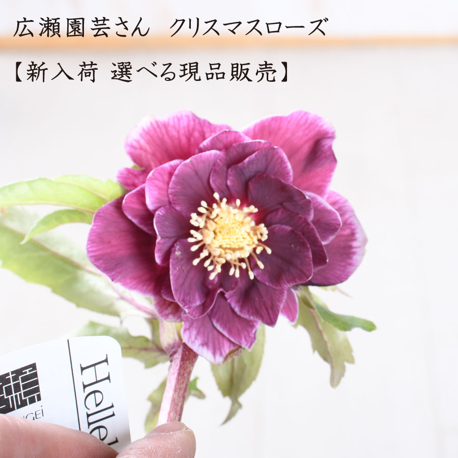 楽天市場】広瀬園芸 クリスマスローズ ソレイユの通販