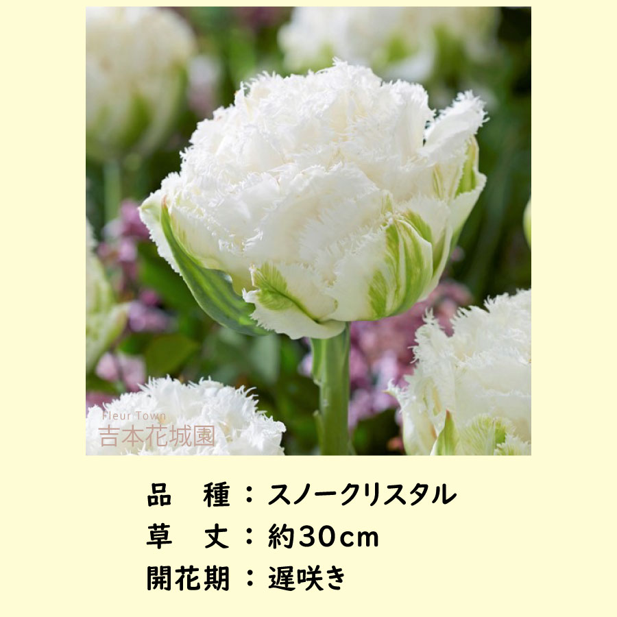 楽天市場】秋植え球根 チューリップ スノークリスタル 球根 5球 春が