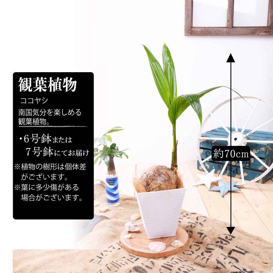 楽天市場】観葉植物 ココヤシ ヤシの木 鉢植え ココナッツ ヤシの木