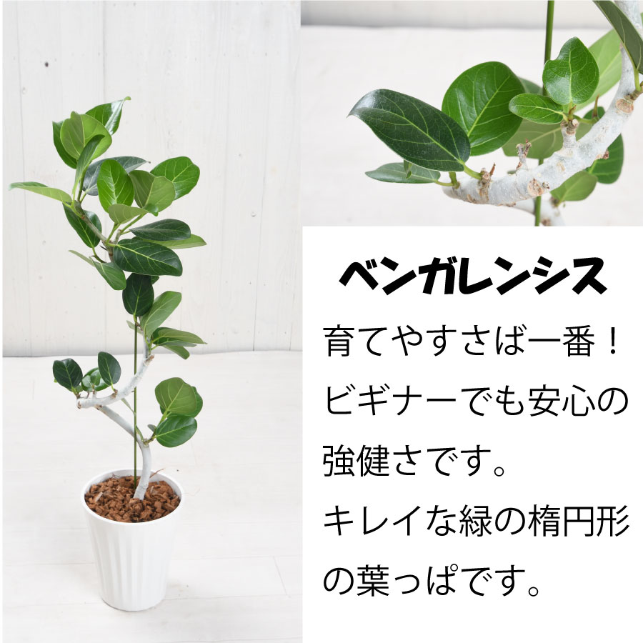 楽天市場】観葉植物 曲がり ゴムの木 フィカス 6号鉢 ウンベラータ