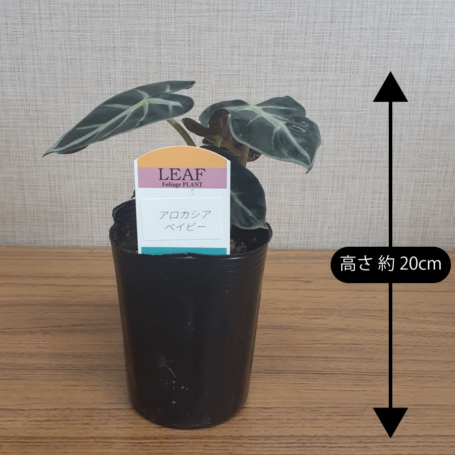 楽天市場】アロカシア ハートバルーン ベイビー 観葉植物 珍しい品種