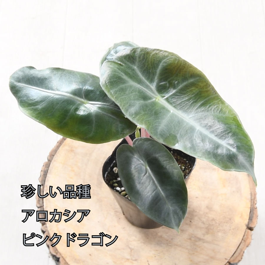 楽天市場】アロカシア ピンクドラゴン 観葉植物 珍しい品種 希少 3号