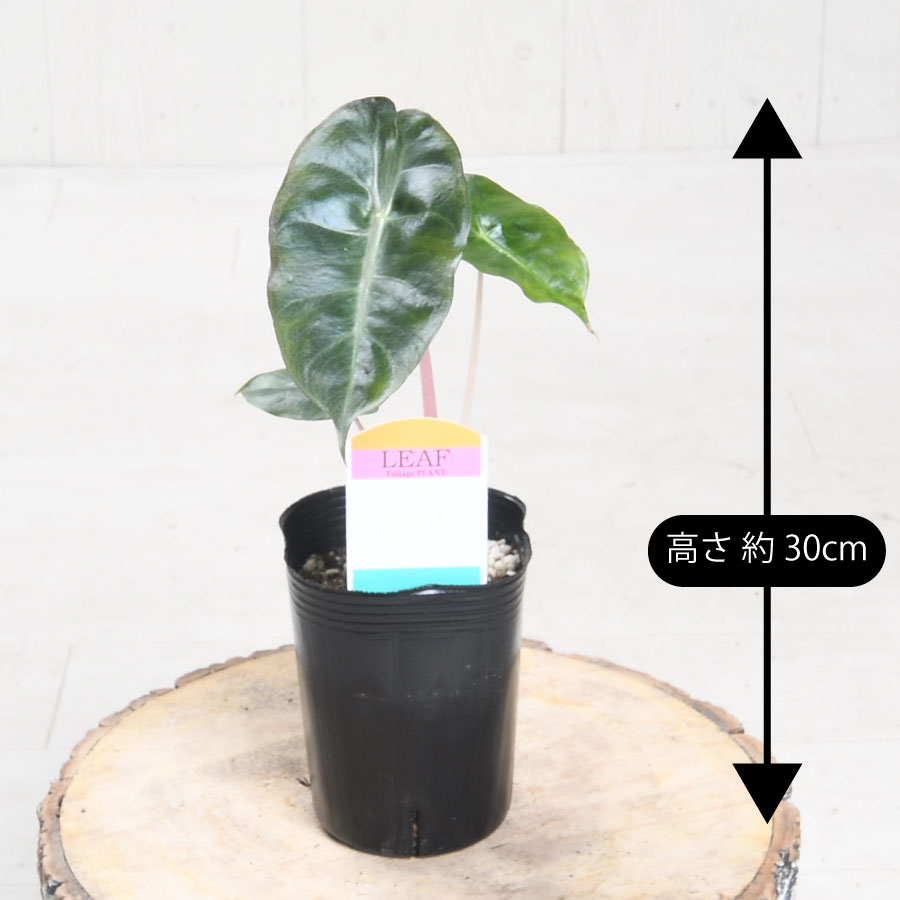 楽天市場】アロカシア ピンクドラゴン 観葉植物 珍しい品種 希少 3号