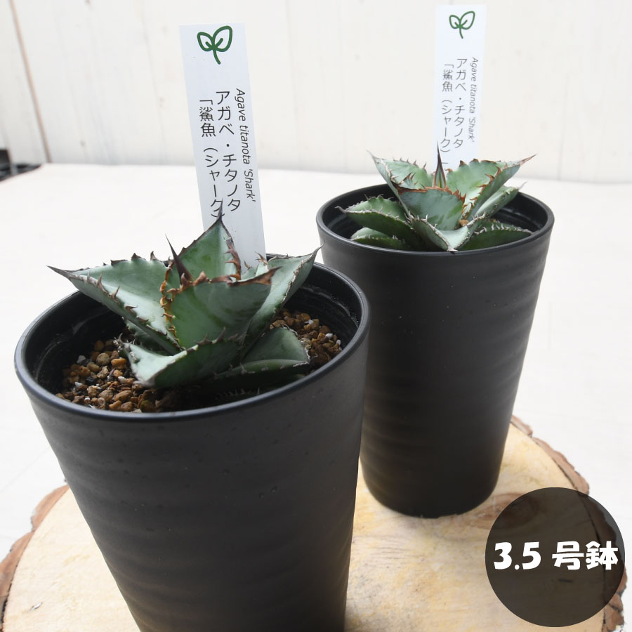 楽天市場】アガベ シャーク 【訳アリセール品！】 鯊魚 チタノタ 3.5号