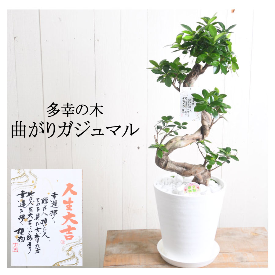 楽天市場】ガジュマル 曲がり 観葉植物 ギフト 8号鉢 プレゼント 事務