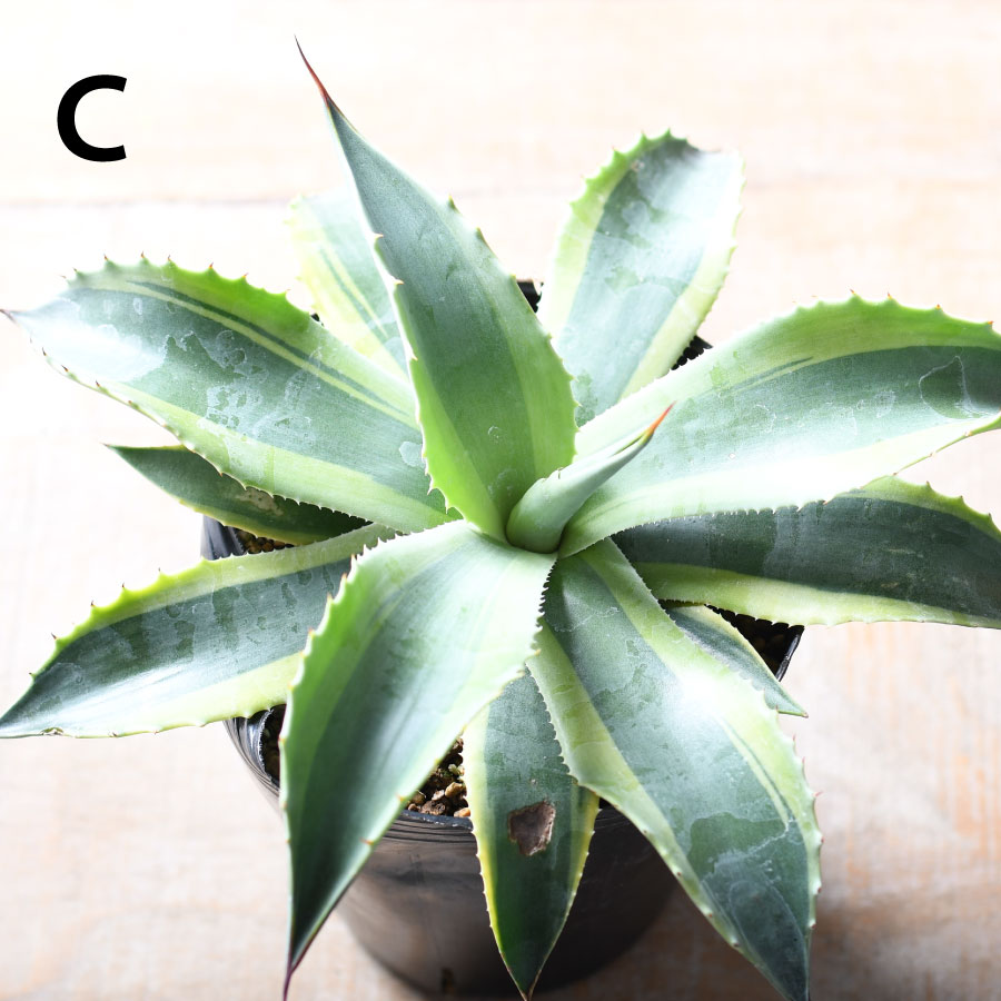 楽天市場】アガベ オバティフォリア オルカ 4号 【選べる現品】 斑入り