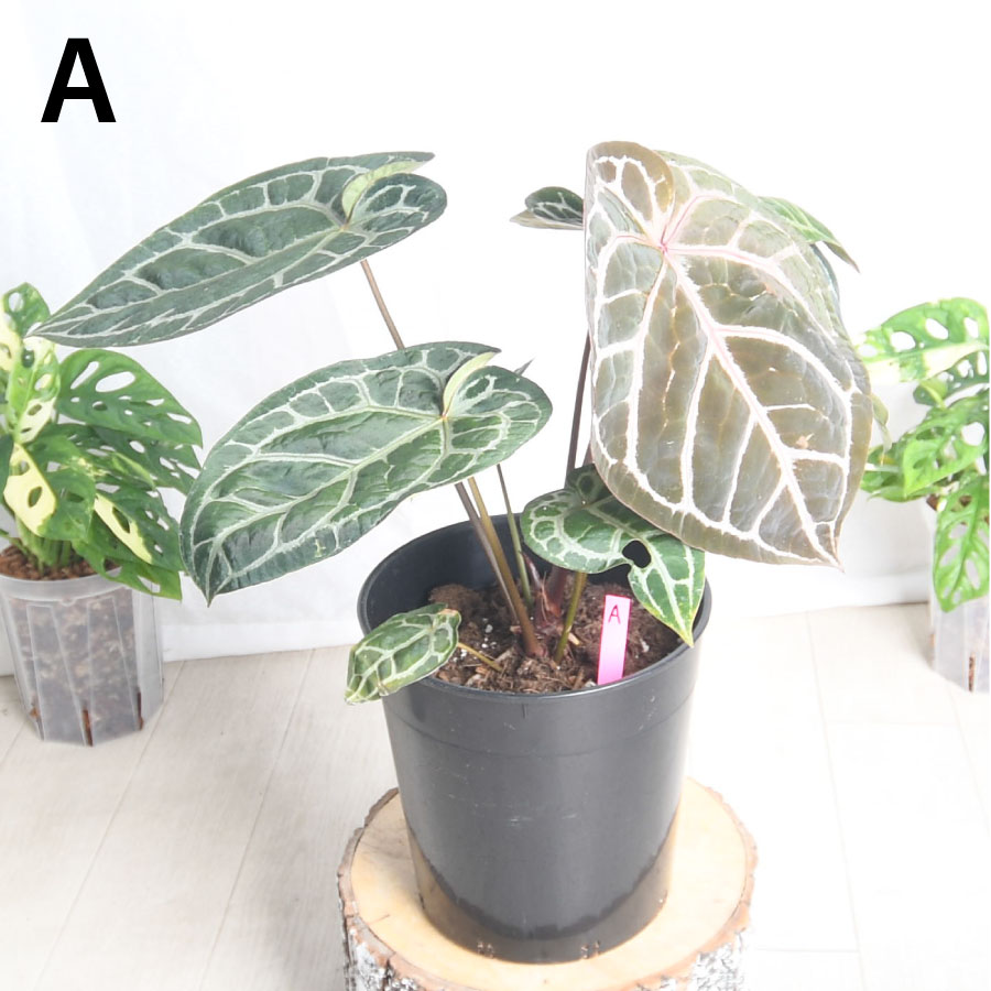 楽天市場】超人気！ 希少！ アンスリウム ミシェル 【現品2点限り】7