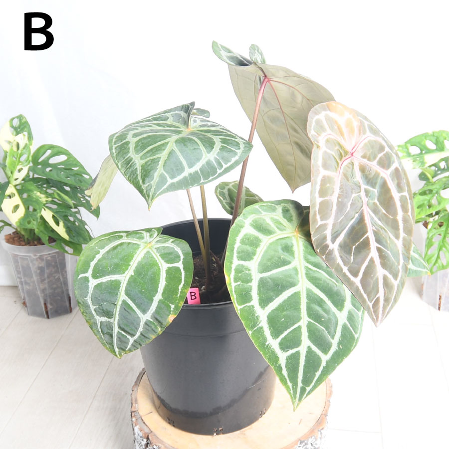 楽天市場】超人気！ 希少！ アンスリウム ミシェル 【現品2点限り】7