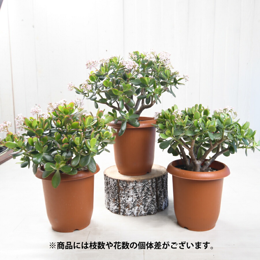 楽天市場】【決算特価セール！】 花つき 7号鉢 カネノナルキ 花月 金の