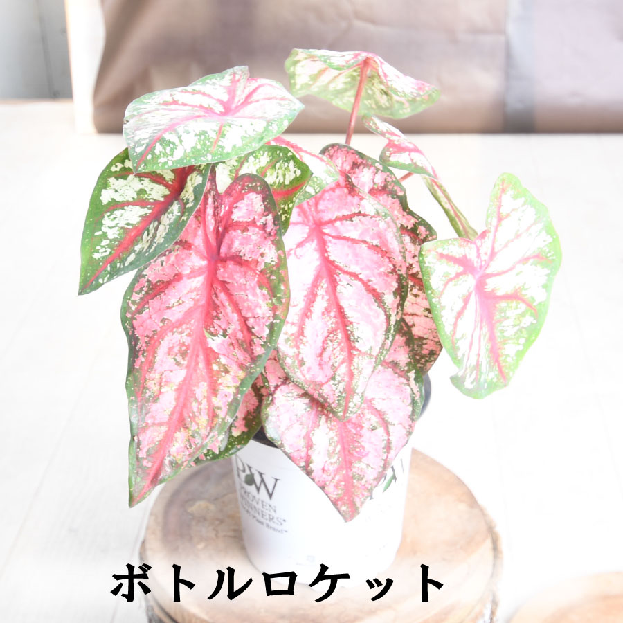 楽天市場】【セール品】 PW ガーデンカラジウム ハートトゥハート 5号