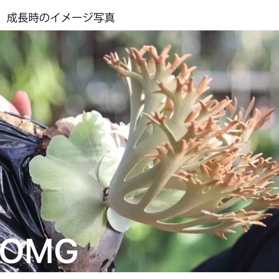 楽天市場】コウモリラン ビカクシダ ウィリンキー OMG ドワーフ TC 3号