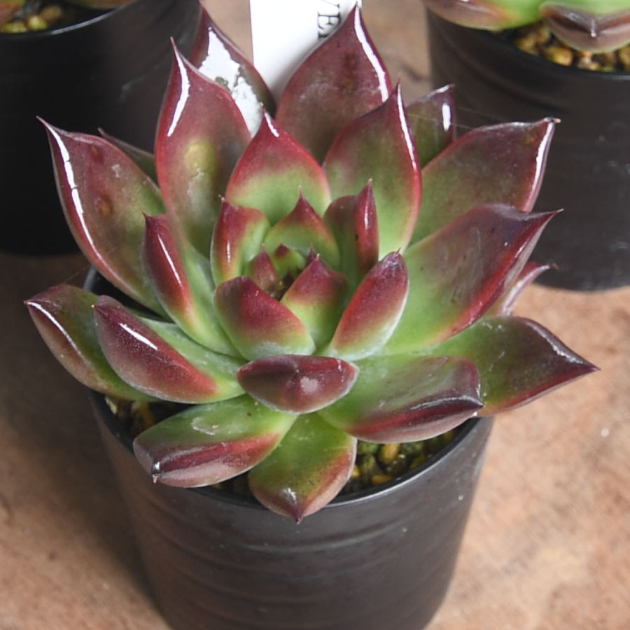 楽天市場】エケベリア 「モモタロウ」 「コロラータ リンゼアナ