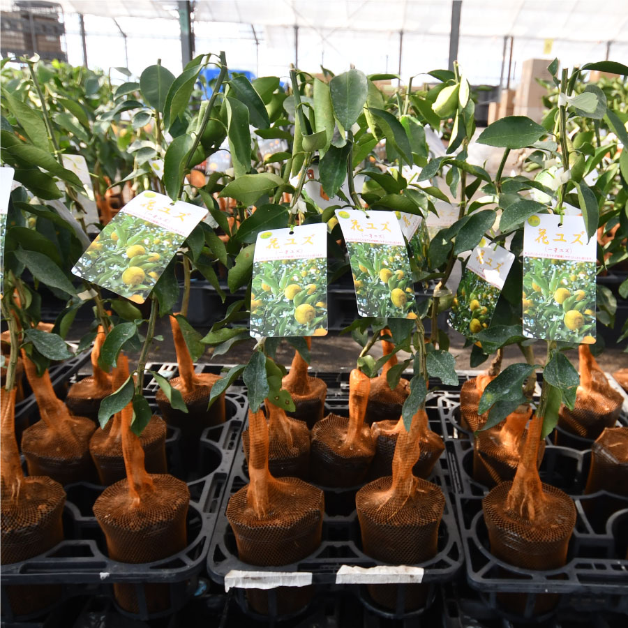 楽天市場】花ゆず ハナユズ 一才柚子 柚子 苗木 接木苗 接ぎ木 果樹苗