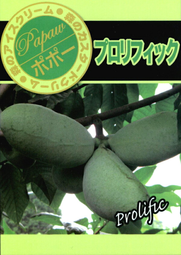 楽天市場】ポポー 苗木 プロリフィック 接木苗 5号鉢 : Fleur Town