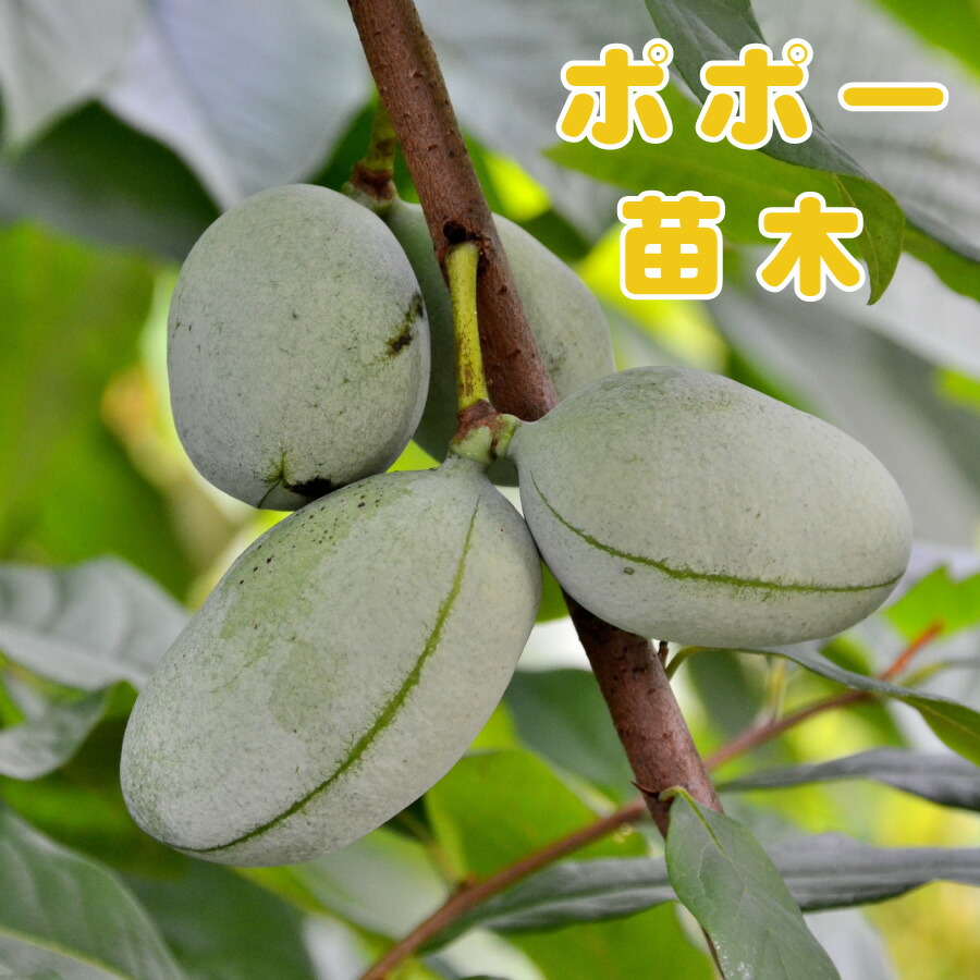 楽天市場】ポポー シェナンドー 接ぎ木苗 5号 ピーターソンポポー