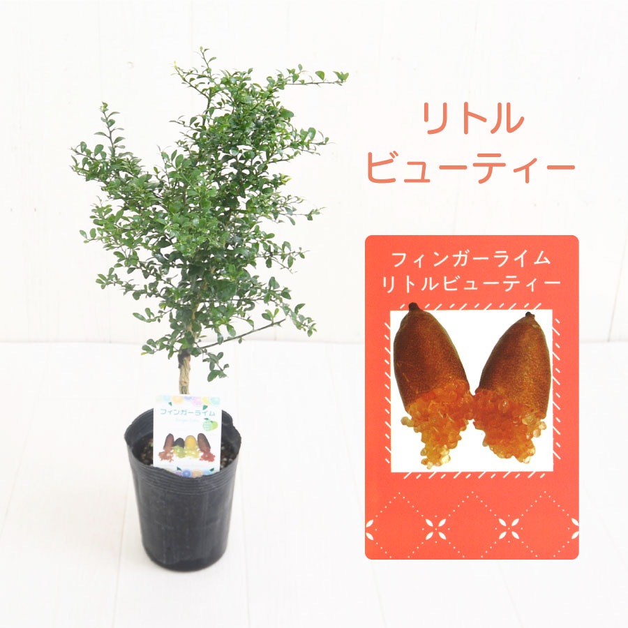 楽天市場】フィンガーライム 苗木 3.5号 ブッシュキャビア キャビア