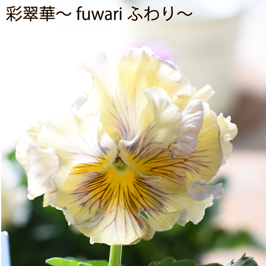 楽天市場】パンジー 彩翠華 さいすいか fuwari ふわり 【2025年新品種