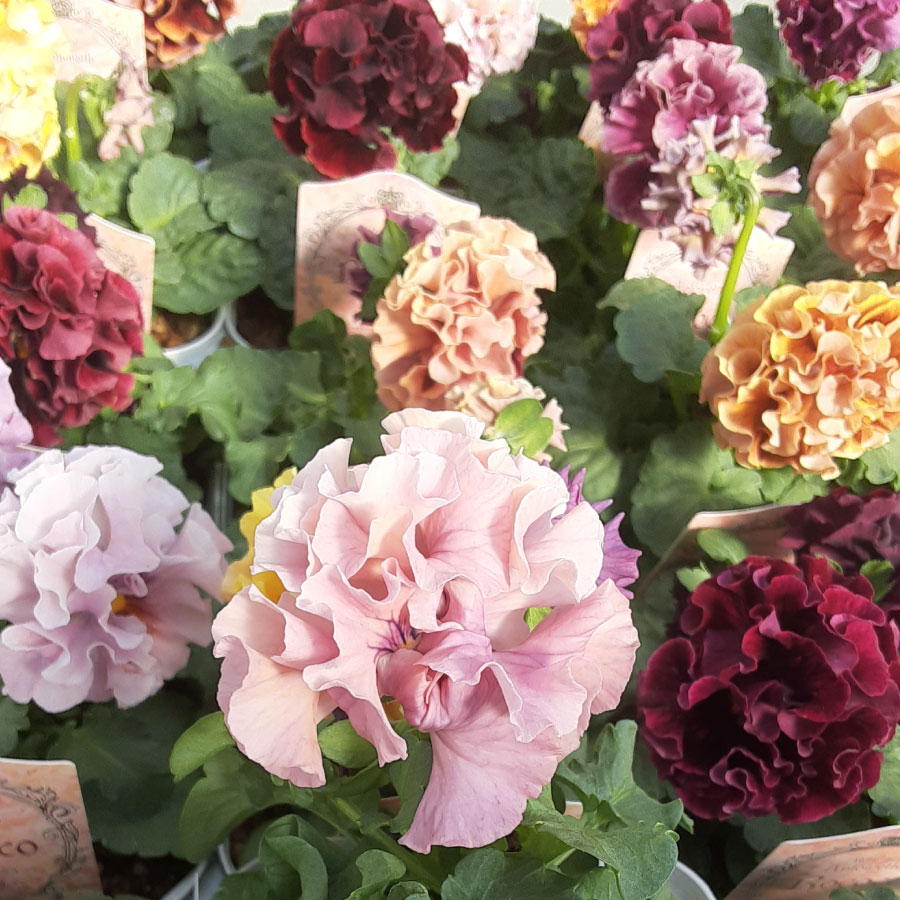 楽天市場】パンジー アントワネット ロココ 【再入荷未定】 サトウ園芸