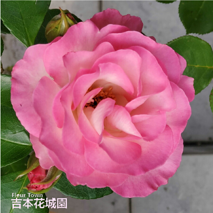 楽天市場】バラ苗 ピンクアイスバーグ フロリバンダ ローズ ピンク系 2