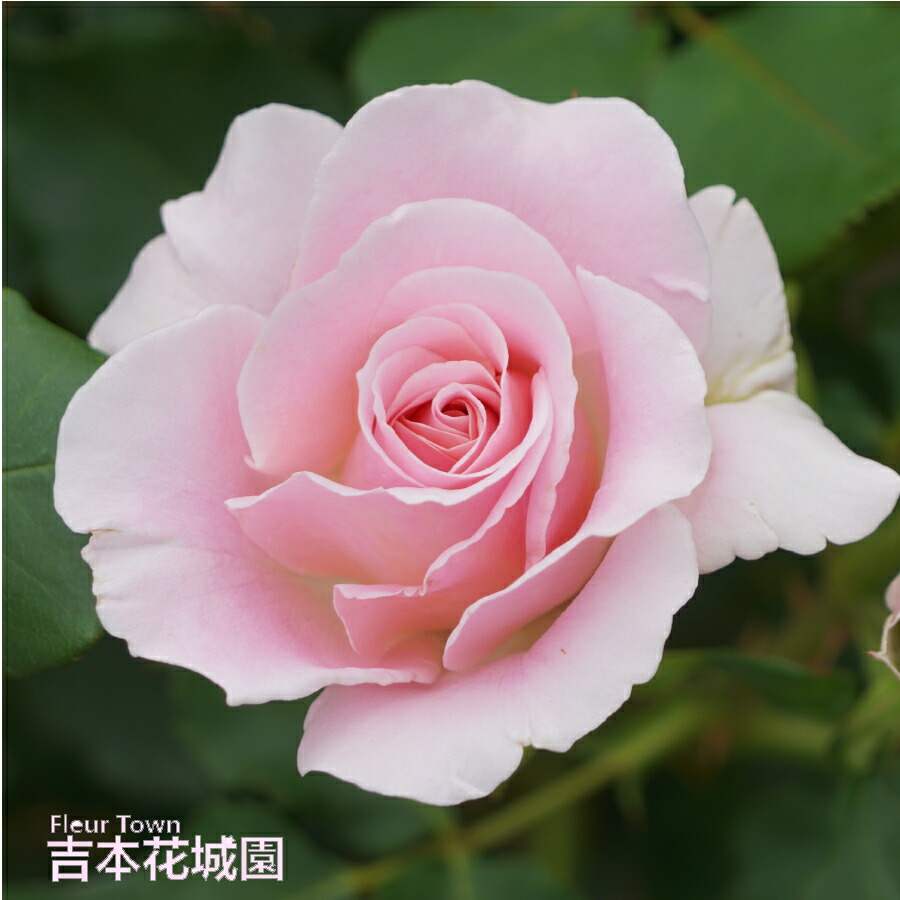 楽天市場】バラ苗 ピンクフレンチレース フロリバンダ ローズ ピンク系