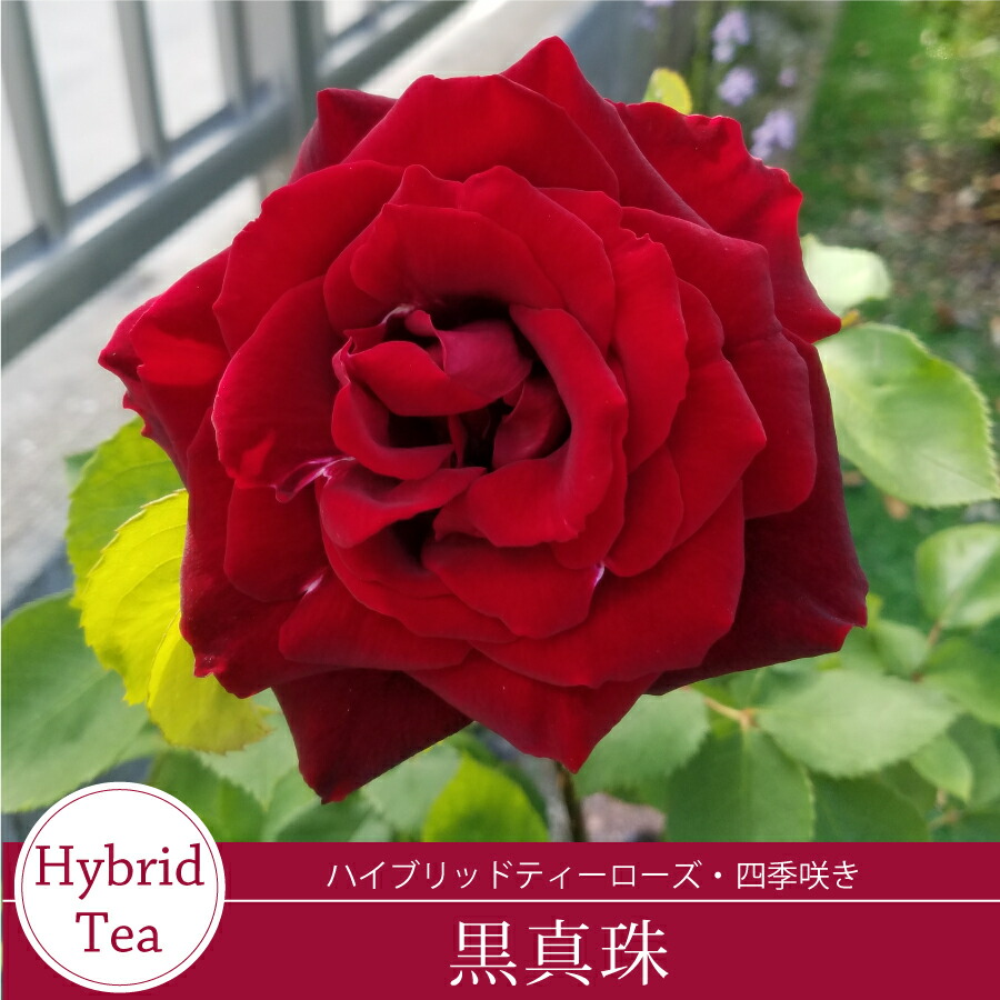 ボンヌ」切り花品種バラ苗 レアバラ ボンヌ」切り花品種バラ苗