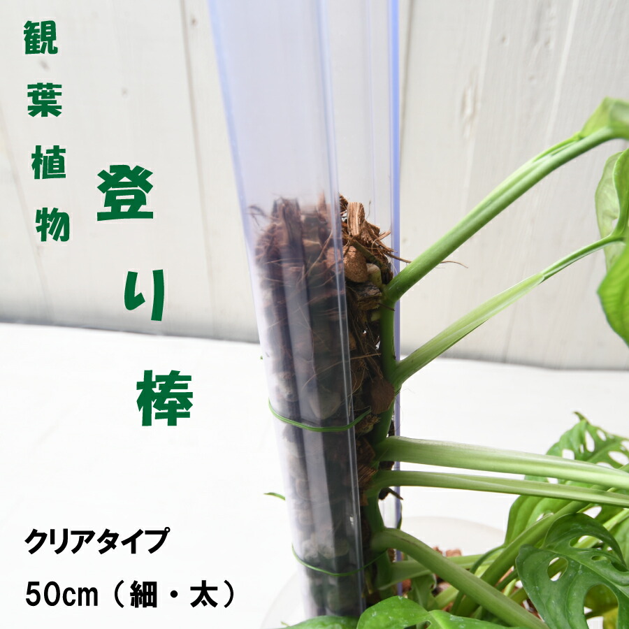楽天市場】観葉植物におすすめ クリアなねこの登り棒 50cm 太さが2種類