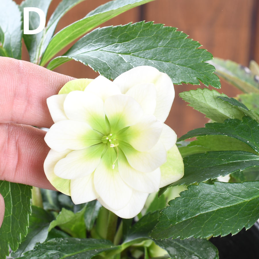 楽天市場】曽田園芸 新品種 姫小町 小輪多花性 【現品販売