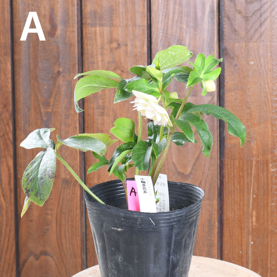 楽天市場】曽田園芸 新品種 姫小町 小輪多花性 【現品販売