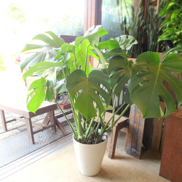 楽天市場】【送料無料】モンステラ デリシオーサ 7号鉢サイズ 鉢植え